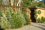 Woodsong Christmas Trees